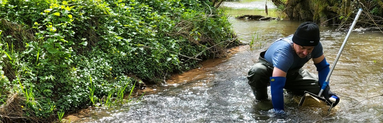 Wiederansiedlung der Burgwaldforelle