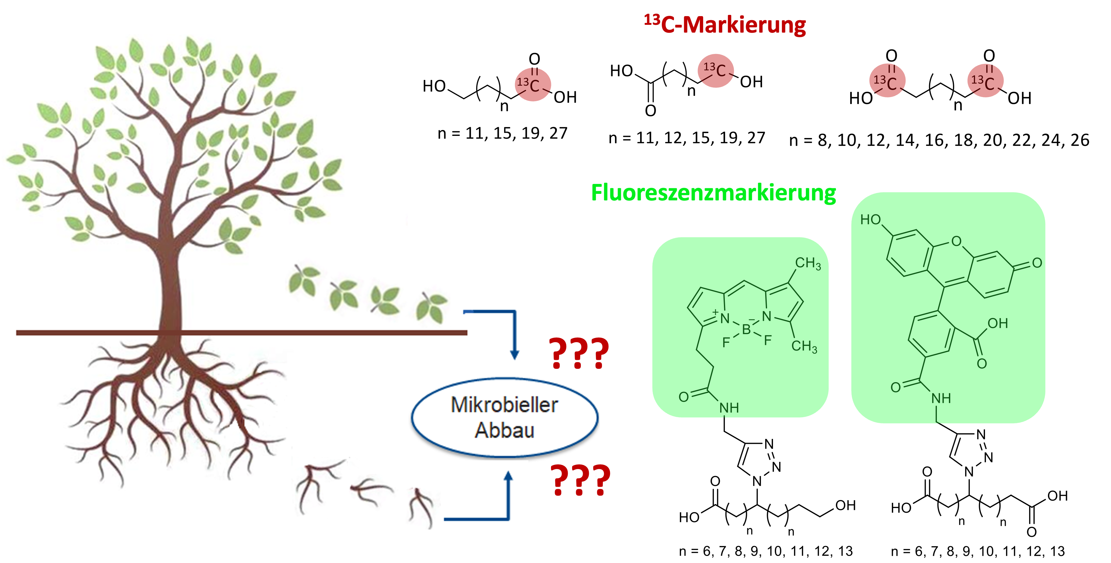 Carbonsäurenprojekt.png