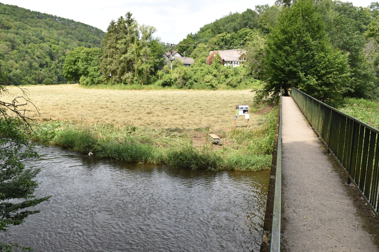 Vögel im Gewässerumfeld