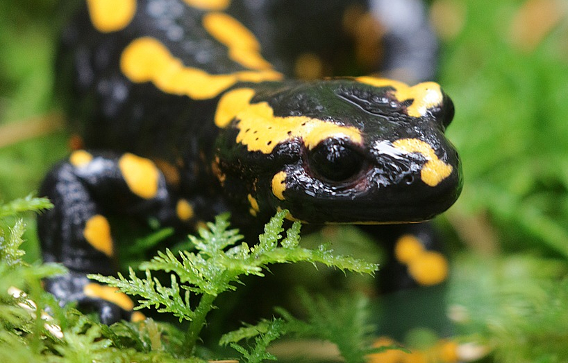 fire-salamander-4590617_1280.jpeg