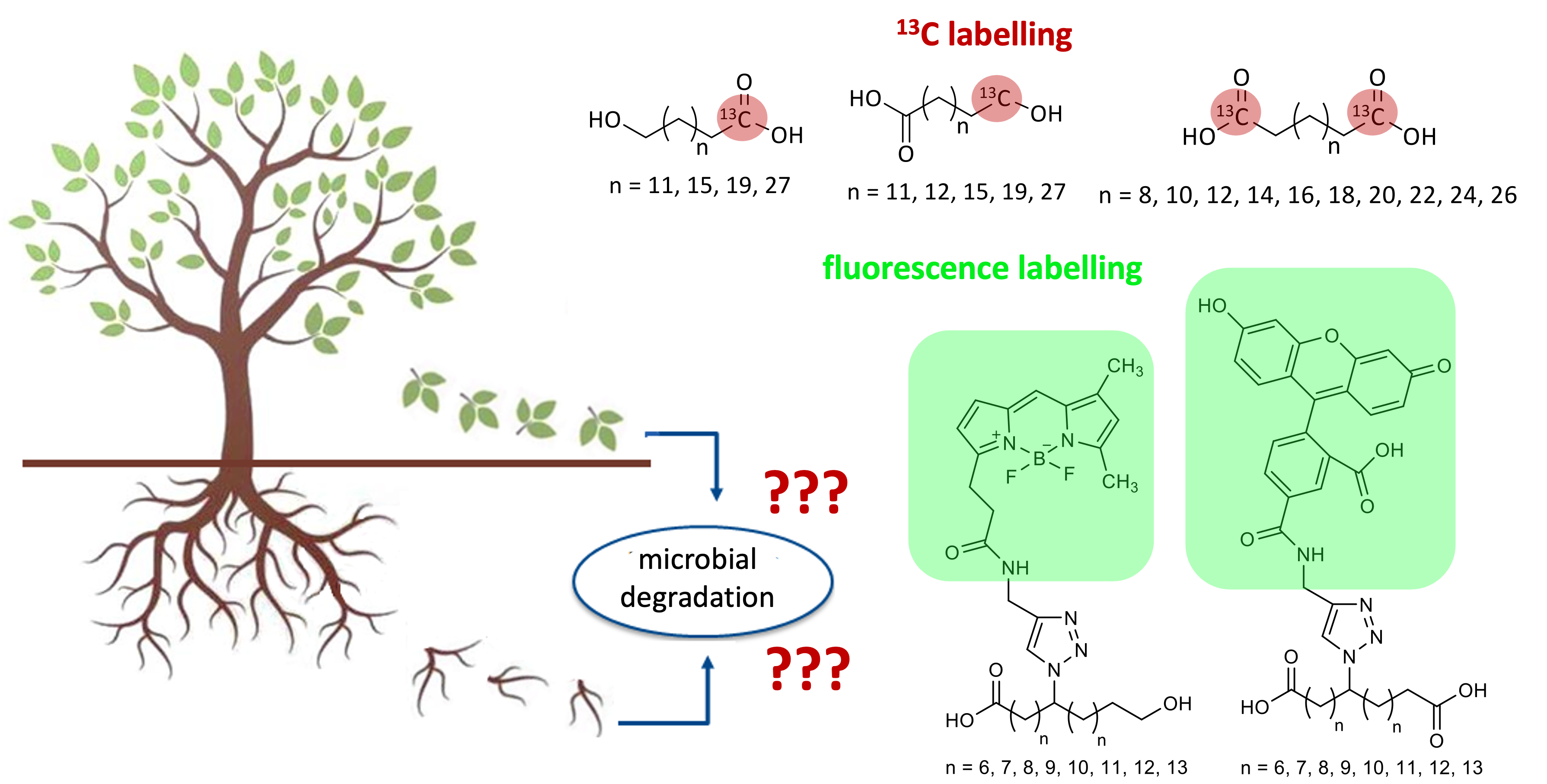 Carbonsäureprojekt_en.png