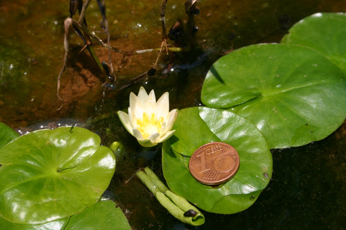 The smallest water lily in the world is not extinct after all and is now specially protected. Image: University of Koblenz / Siegmar Seidel