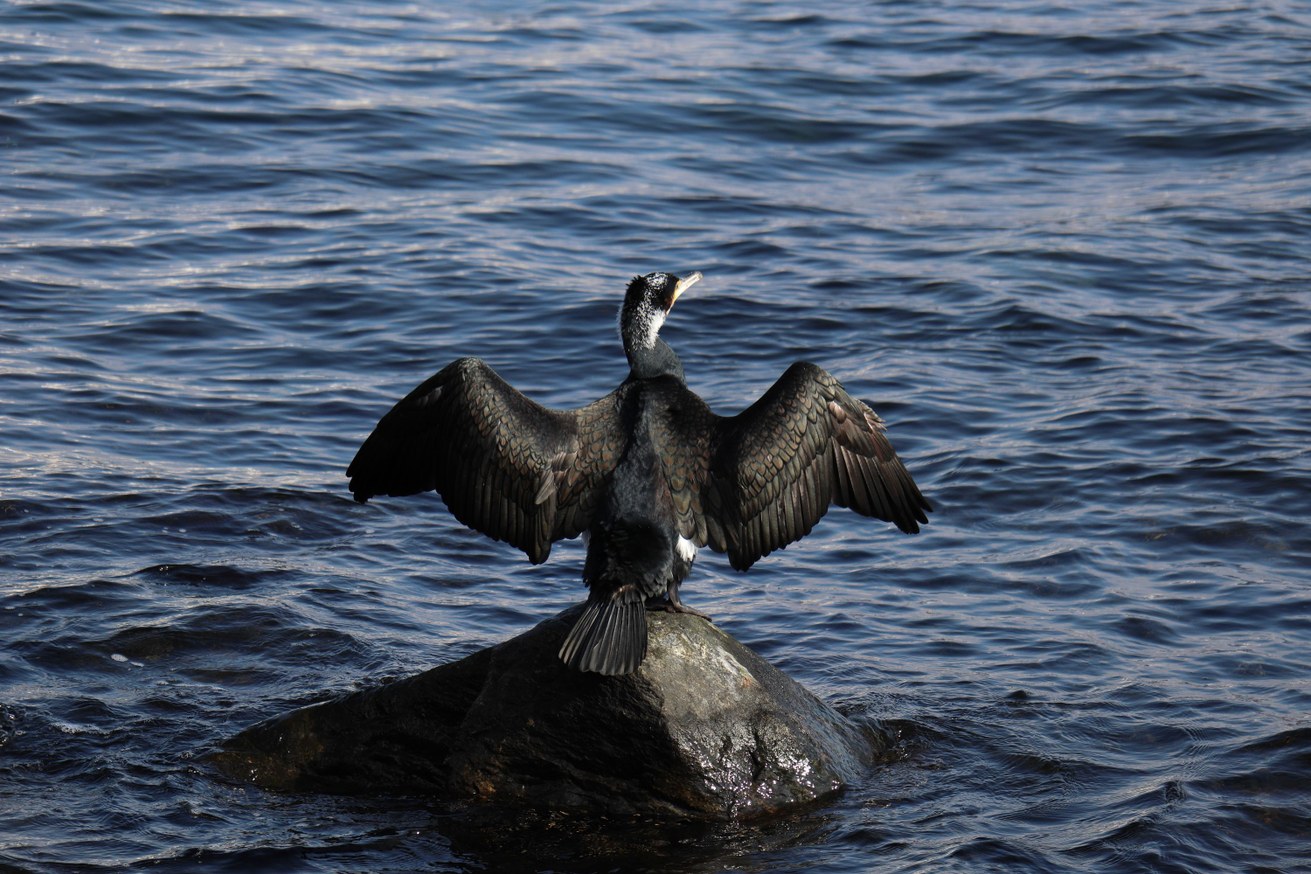 The cormorant is also the focus of renowned scientists. Image: Shutterstock / Gerard Arrey